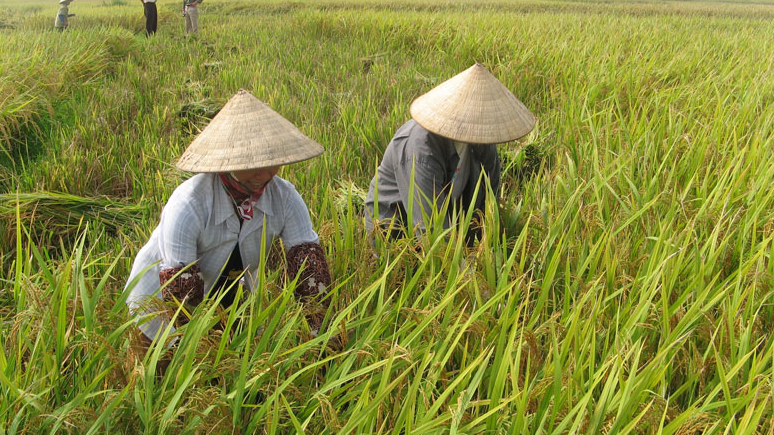 Giá lúa gạo hôm nay 2/12: giá lúa neo mức cao. Ảnh minh họa.