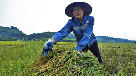 Giá lúa gạo hôm nay ngày 4/12: gạo đẹp giá cao. Ảnh minh họa.