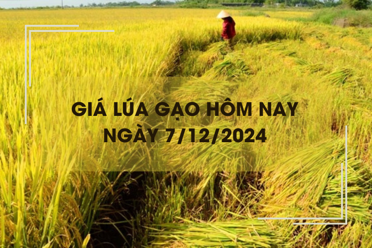 Giá lúa gạo hôm nay 7/12: giá lúa tươi tiếp tục neo cao