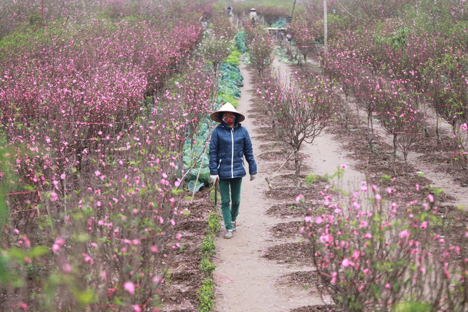 Cánh đồng hoa đào Nhật Tân, Hà Nội. Ảnh: Phạm Hùng