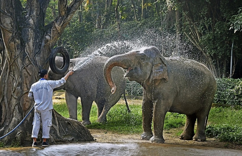 Thảo Cầm Viên Sài Gòn nguy cơ đóng cửa vì nợ thuế, doanh thu trăm tỷ còn lợi nhuận vỏn vẹn vài tỷ đồng