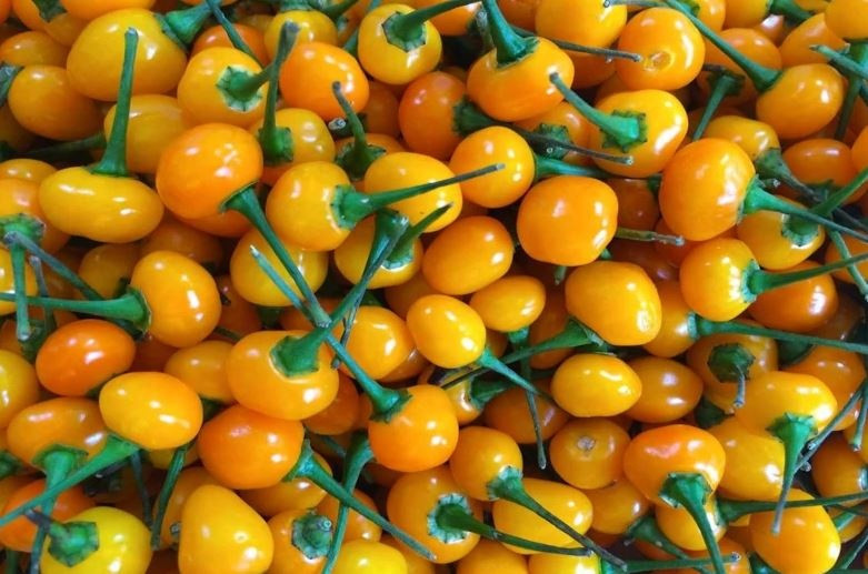 Loại ớt đắt đỏ bậc nhất thế giới giá lên tới 800 triệu đồng/kg từng tạo cơn sốt tại Việt Nam hiện tại ra sao?