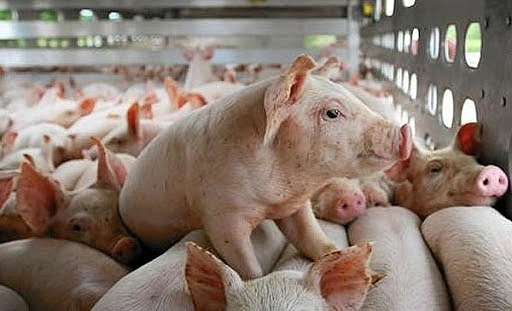 Gần 2.000 cơ sở tại 'thủ phủ chăn nuôi' Đồng Nai ngừng hoạt động