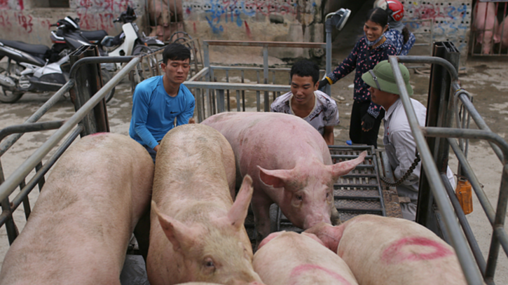 Giá heo hơi hôm nay 14/12: tăng 1 giá tại miền Nam. Ảnh minh họa.