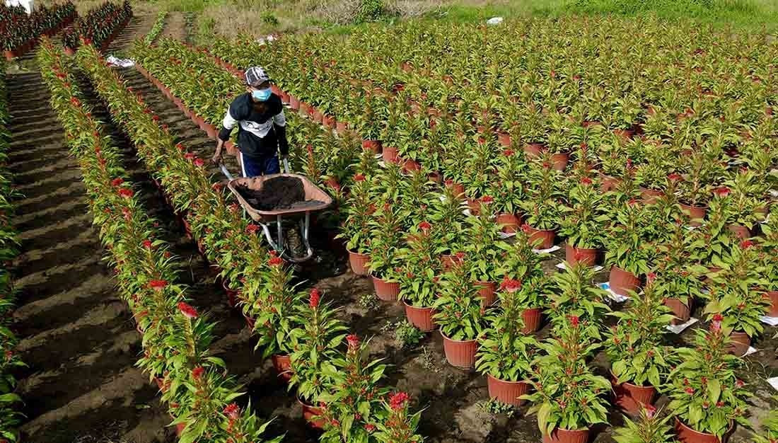 'Treo' 25 năm, dự án siêu công viên rộng gấp 9 Thảo Cầm Viên biến thành ruộng rau, đồng hoa Tết