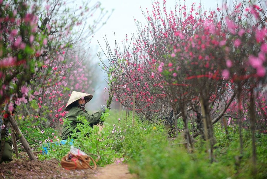 Đào, quất 'xuống phố' sớm, thị trường hoa Tết sôi động với giá sau bão