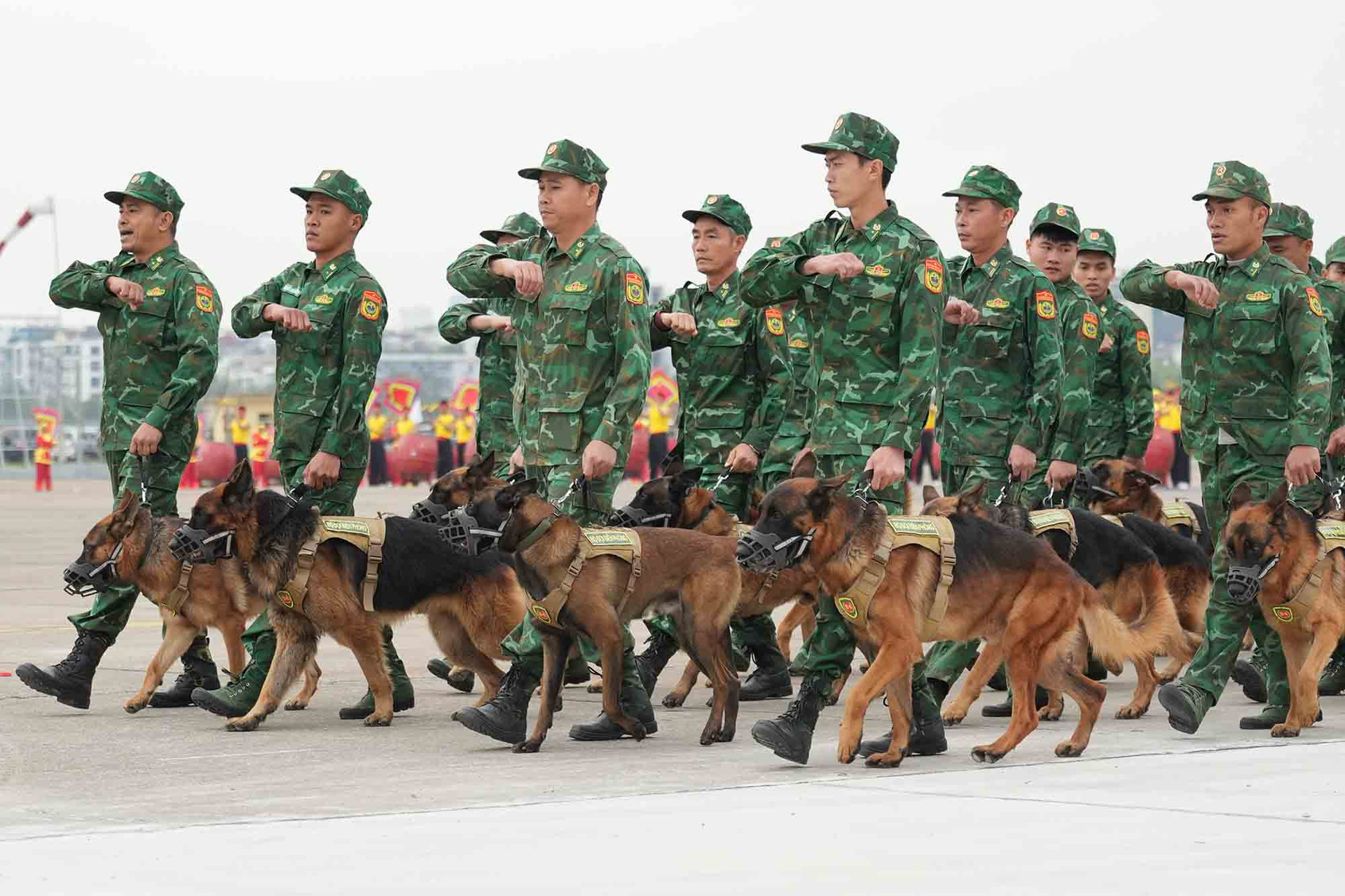 Triển lãm Quốc phòng quốc tế Việt Nam 2024 ghi dấu lần đầu tiên lực lượng quân khuyển tham gia trình diễn ngoài nhiệm vụ bảo vệ an ninh cho sự kiện. 145 cán bộ, huấn luyện viên và 115 chó nghiệp vụ của trường Trung cấp 24 Biên phòng thuộc Bộ Tư lệnh Biên phòng được tuyển chọn biểu diễn. Ảnh: Hữu Chánh