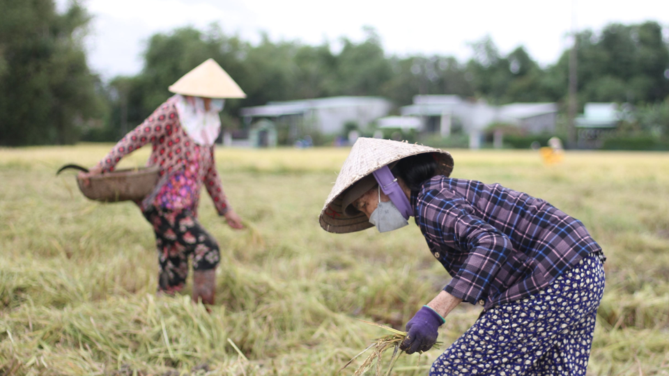 Giá lúa gạo hôm nay 16/12: gạo thơm nhích nhẹ. Ảnh minh họa.