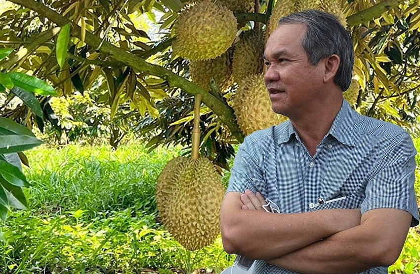 Mang lại 'siêu lại nhuận', HAGL của bầu Đức đã tăng gấp đôi diện tích sầu riêng lên 2.000ha