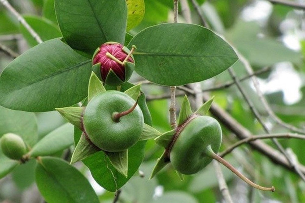 2 loại quả 'nhà nghèo' ở Việt Nam nay hóa 'mỏ vàng', thành đặc sản xuất khẩu ra nước ngoài - ảnh 1