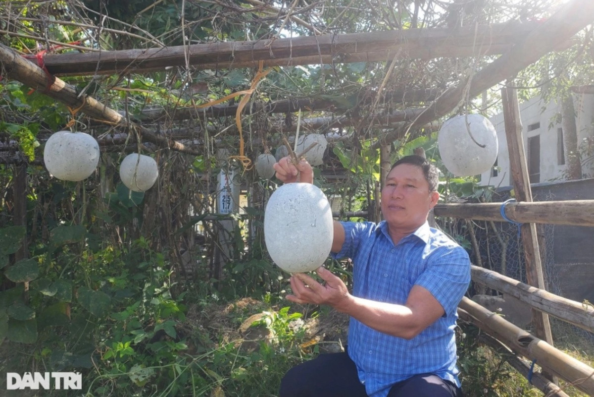 Loài cây ra trái khổng lồ, lãi gấp 5 lần ngô, sắn giúp nông dân Thanh Hóa đổi đời