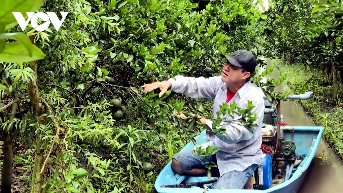 Cam sành chỉ còn 5.000 đồng/kg, nông dân miền Tây ‘kêu cứu’: Chính quyền địa phương nói gì?