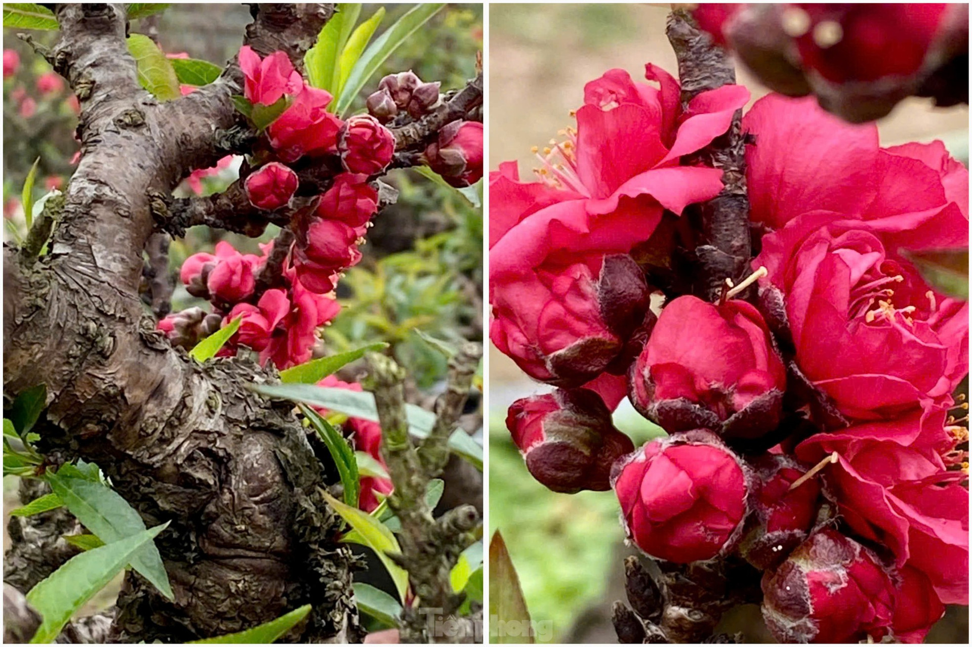 Chiêm ngưỡng 'vua của các loài đào' nằm phòng điều hoà chờ hoa nở đúng dịp Tết Nguyên đán ảnh 12