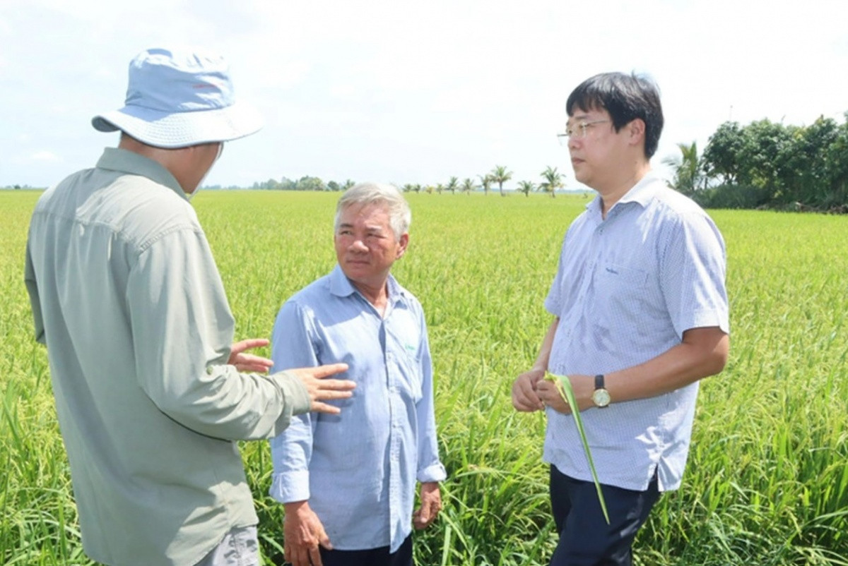 Nông dân Đồng Tháp trồng lúa sạch, ‘dọn bàn tiệc’ đón chim thần trở về