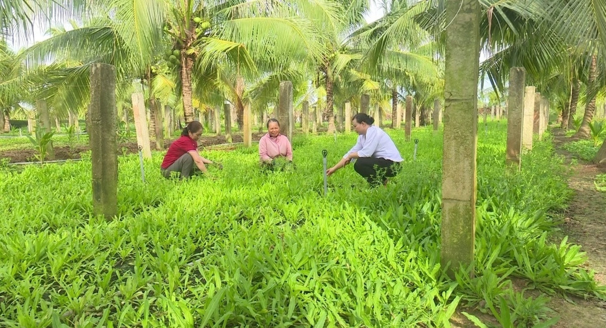 Nông dân Bình Thuận 'xoay chuyển tình thế': Bỏ vườn thanh long, đầu tư 800.000đ trồng loại rau ngắn ngày, lãi 140 triệu/sào/năm