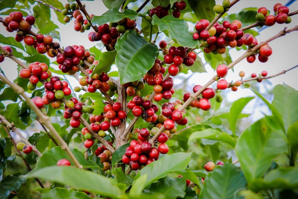 Giá cà phê hôm nay 21/12: 2 nguyên nhân đẩy giá Arabica tăng trở lại