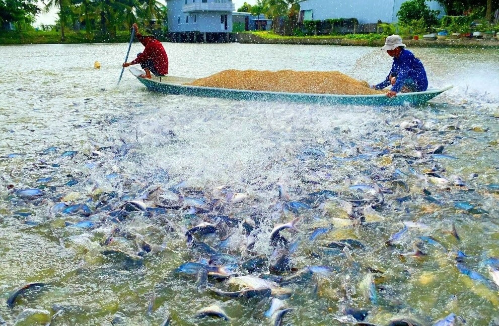 Loại cá Việt Nam là số 1 toàn thế giới, Trung Quốc 'mạnh tay' chi nghìn tỷ để mua