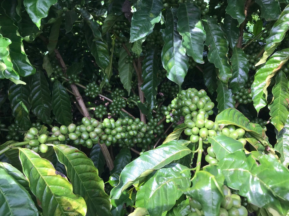 Giá cà phê hôm nay 22/12: 2 bộ mặt trái ngược của Robusta và Arabica 