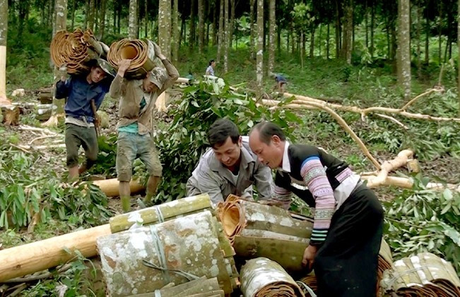 Loại cây 'bóc vỏ, bứt lá' là ra tiền của Việt Nam được Ấn Độ săn đón, sẵn sàng chi cả trăm triệu USD để mua