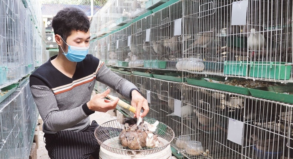 Chàng trai Bắc Giang cất bằng Đại học vào tủ, làm giàu từ 'báu vật biết bay' bán lời 7 triệu/con