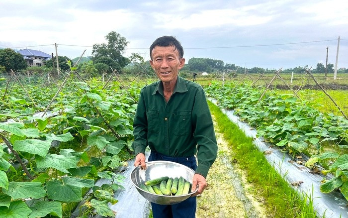 Nông dân Hà Tĩnh 'chớp thời cơ' giống cây ngắn ngày lại dễ chăm, chỉ sau 45 ngày lãi gần 10 triệu/ sào