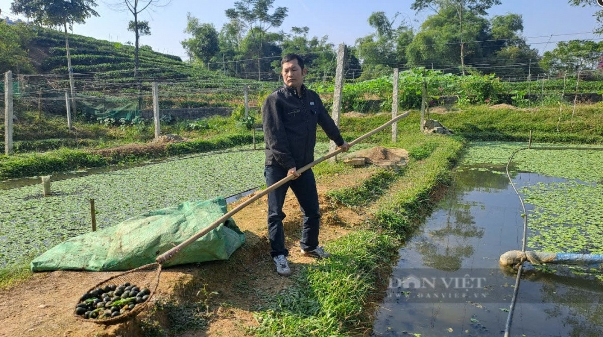 Bỏ trồng chè, anh nông dân Thái Nguyên nuôi con thân mềm, thu về nửa tỷ mỗi năm