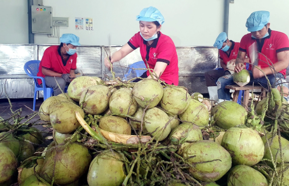 Dừa sốt giá, đứng trước cơ hội tỷ đô: Nông dân phấn khởi nhưng doanh nghiệp như ‘ngồi trên đống lửa’