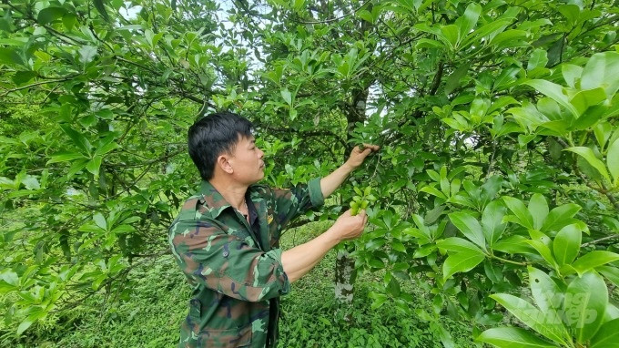 Từng là loài hoa ‘lạc loài’, giờ thành ‘vàng xanh’ mang về triệu đô, sản lượng của Việt Nam top 2 toàn thế giới