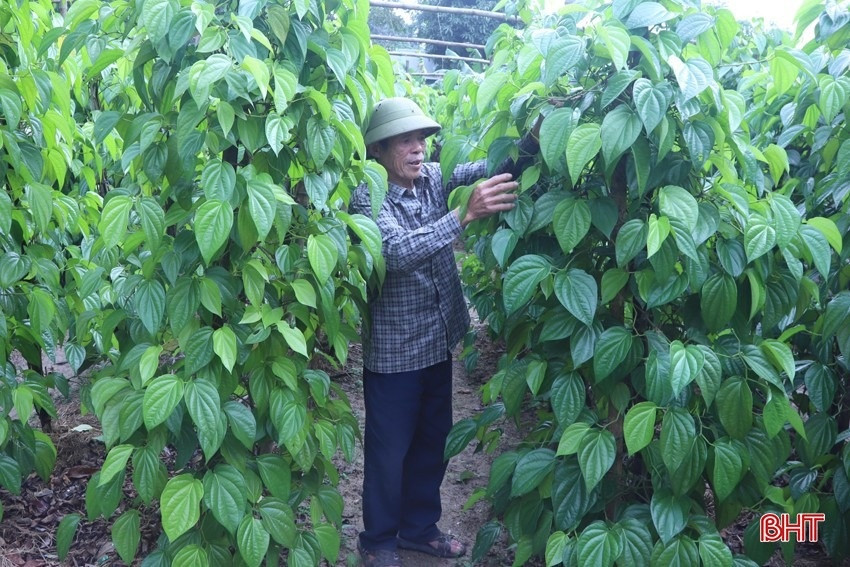 Nông dân Hà Tĩnh 'mách nước' cả làng trồng loại cây đếm lá là có tiền, quanh năm xanh mướt, chi phí đầu tư cực thấp