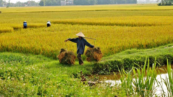 Giá lúa gạo hôm nay 24/12: giá gạo giảm nhẹ. Ảnh minh họa.