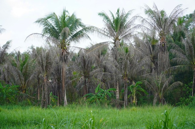 Lý do dừa Bến Tre khan hiếm, giá tăng từng ngày ảnh 3