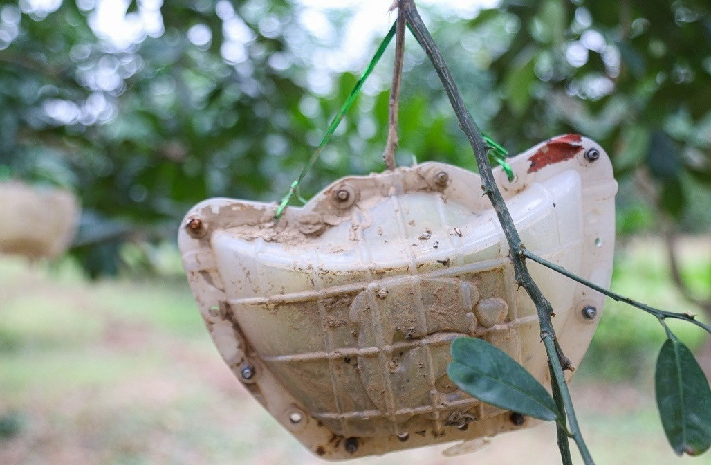 Loại bưởi đỏ 'tiến vua' giá nửa triệu/quả, vừa hái đã hết veo: Nhà vườn tiết lộ thêm chi tiết bất ngờ