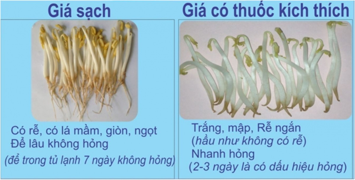 Từ vụ 2.900 tấn giá đỗ ngâm chất cấm tuồn ra thị trường: Mẹo nhận diện giá sạch cho bữa ăn an toàn