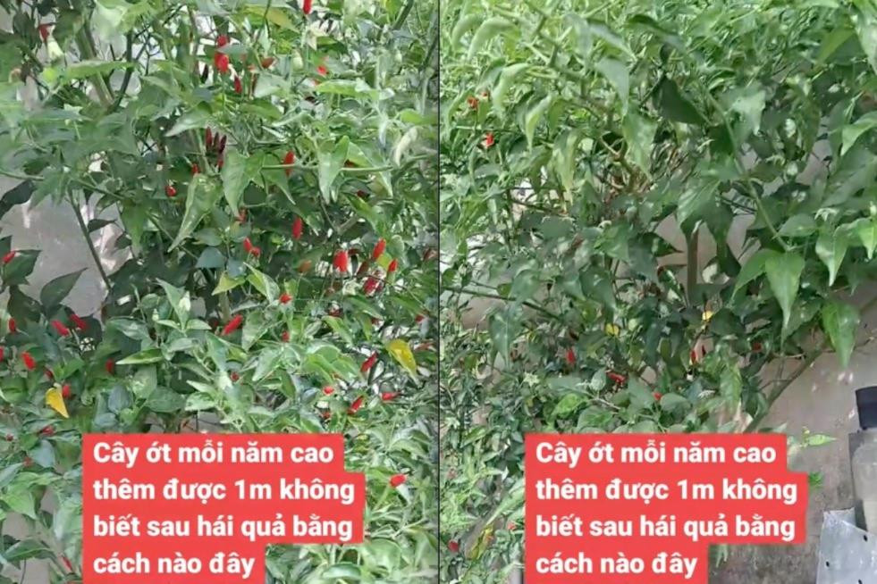 Dân mạng ngỡ ngàng trước 'báu vật vườn nhà' xưa nay hiếm, bám tường trổ quả như mưa