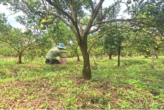 Nông dân Hậu Giang 'liều lĩnh' trồng loại cây trái vụ thấp lè tè, kết quả sản lượng cả tấn, đút túi hàng trăm triệu đồng