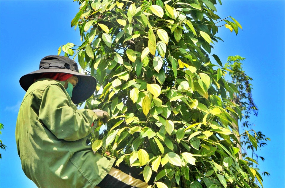 Giá tiêu hôm nay 27/12: đồng loạt tăng, cao nhất tại Bình Phước là 2.000 đồng/kg 