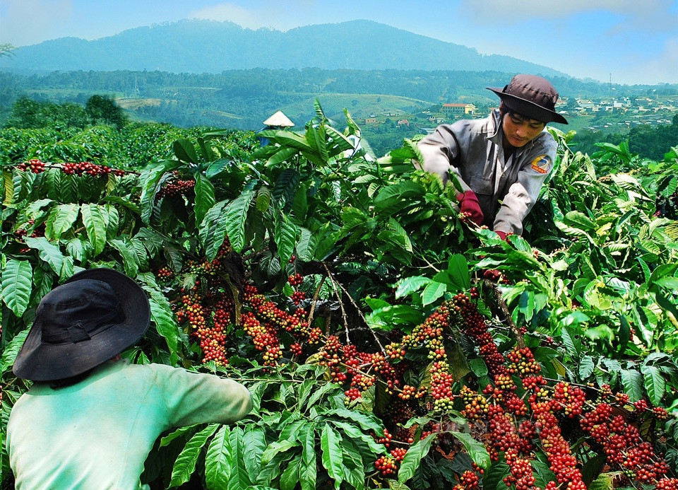 Giá cà phê hôm nay 30/12: nhận định giá cà phê tuần này, Robusta gặp khó 