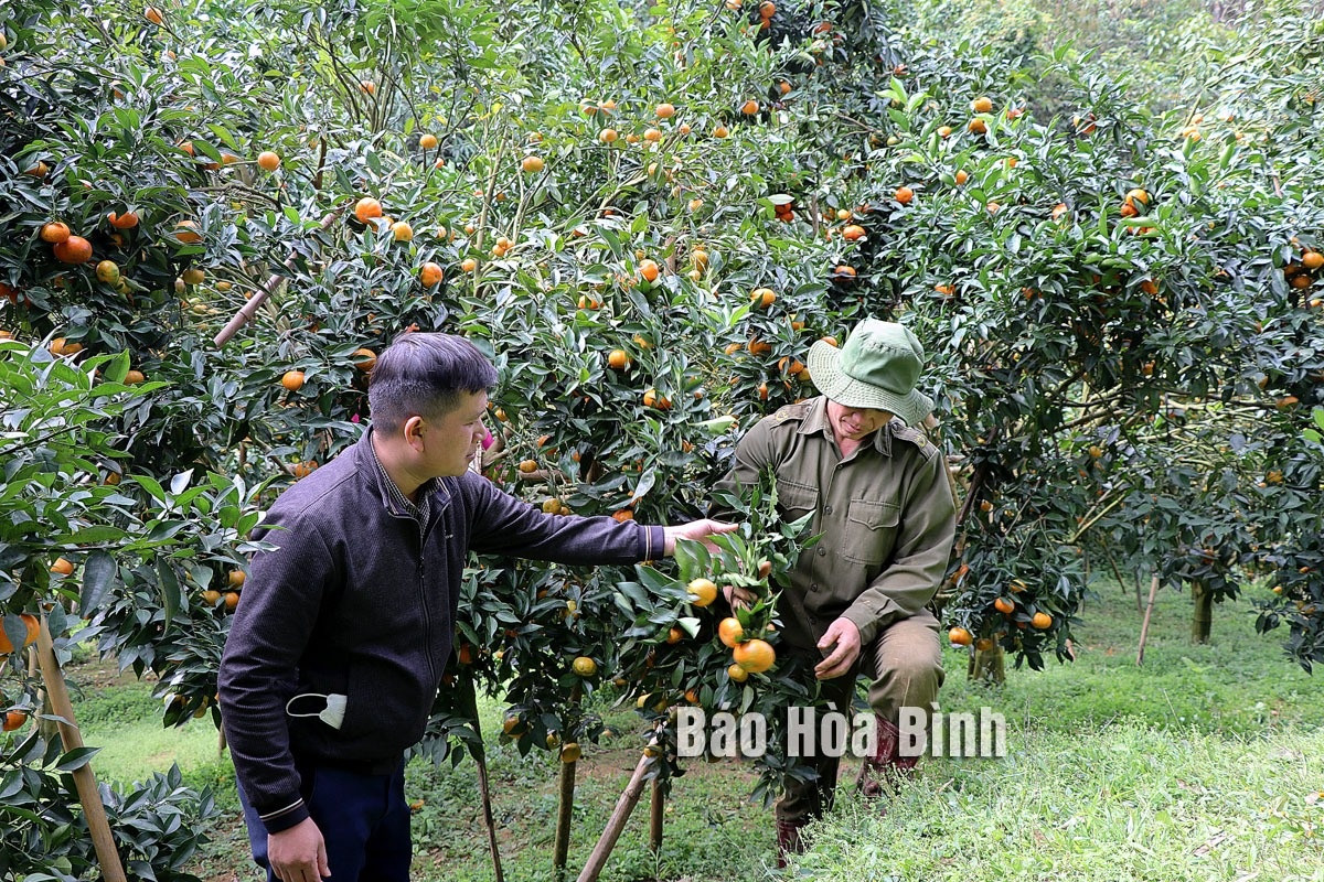 Giống cây ăn quả cổ xưa ở Hòa Bình, mỗi năm chỉ có 1.000 tấn, thương lái tranh nhau mua