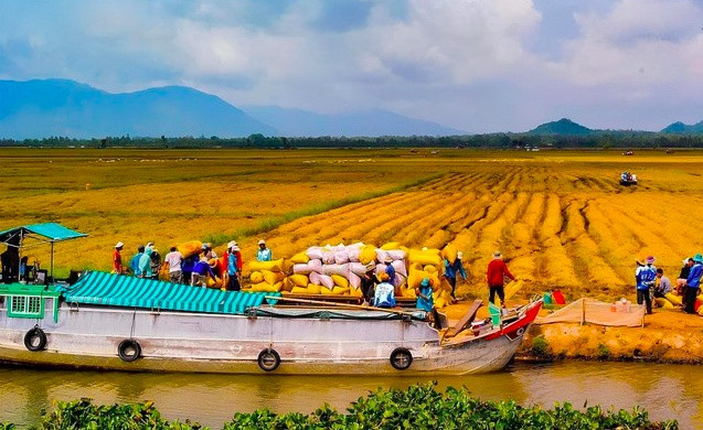 'Ngọc trời' Việt Nam lập hai kỷ lục lớn trong ngành xuất khẩu, khẳng định vị thế hàng đầu trên bản đồ lương thực thế giới