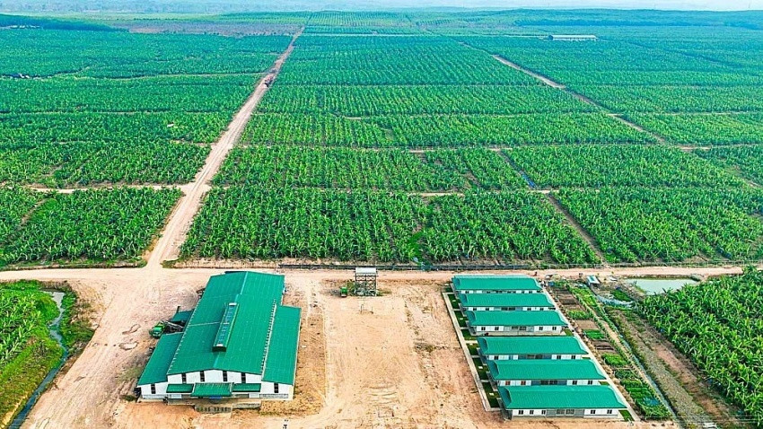 Báo tin vui sắp nhận 43.000ha đất do trả hết nợ, tài sản thế chấp ‘3 bên’ giữa HAG, HNG và BIDV có gì?