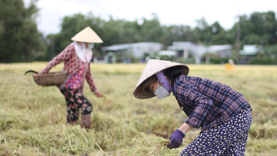 Giá lúa gạo hôm nay 3/1: giá gạo tăng nhẹ. Ảnh minh họa.