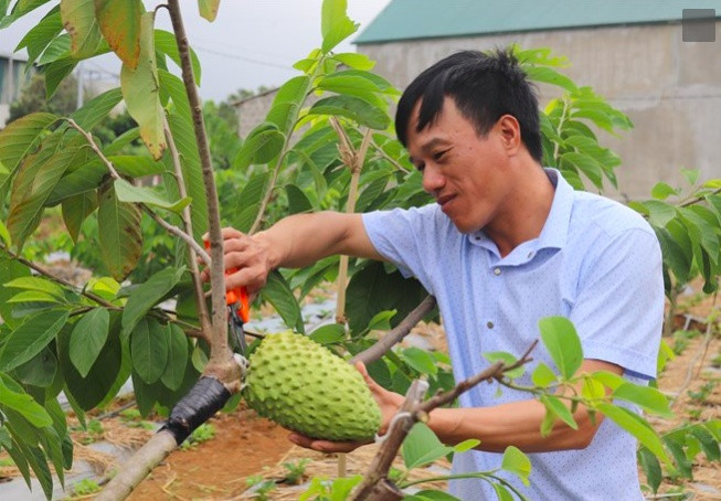 Loại trái cây từng là đặc sản đắt đỏ giá tiền triệu, giờ chỉ cần ra chợ là có