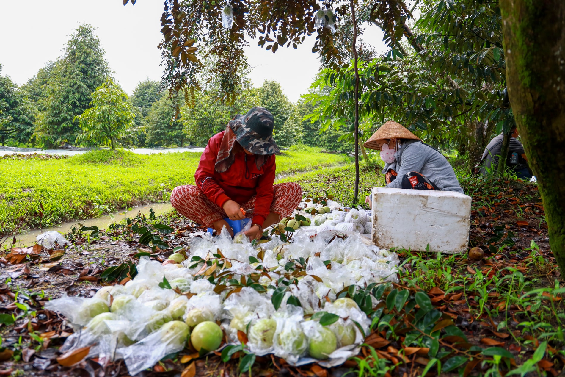 Ngành rau quả chung tay đưa xuất khẩu đạt 10 tỷ USD- Ảnh 2.