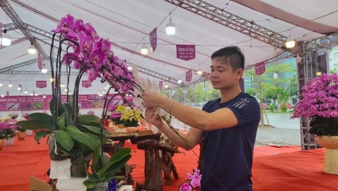 Tết đến, thợ cắm hoa lan ‘vào mùa’ thu nhập lên đến 2 triệu đồng mỗi ngày