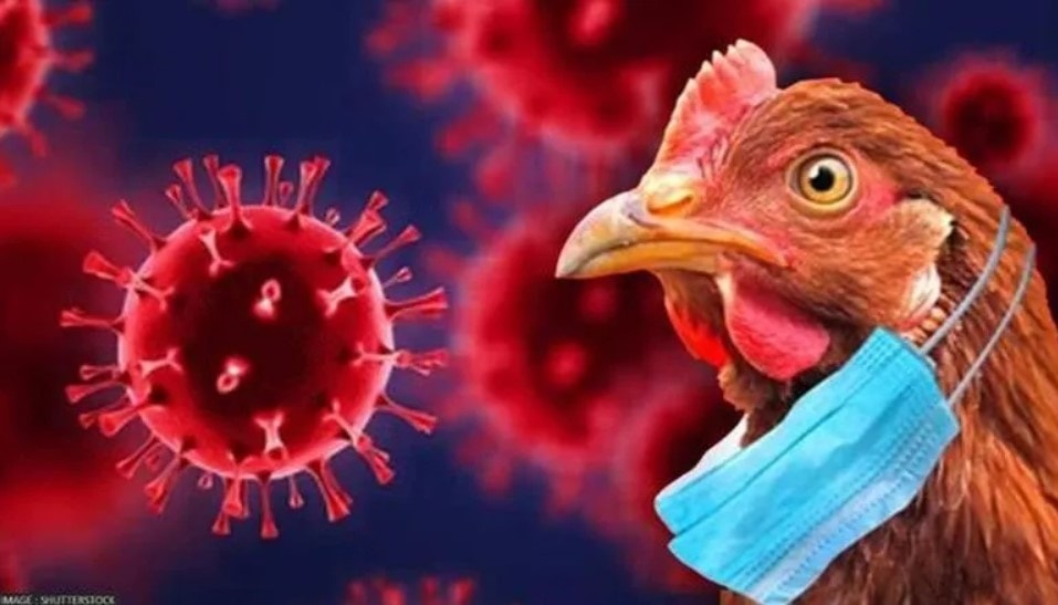 Mỹ ghi nhận ca tử vong đầu tiên vì cúm gia cầm H5N1