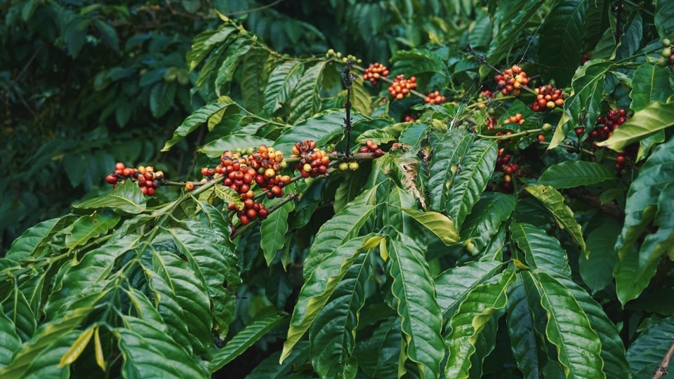 Giá cà phê hôm nay 7/1/2025: Robusta tăng trở lại, áp sát mốc 5.000 USD/tấn