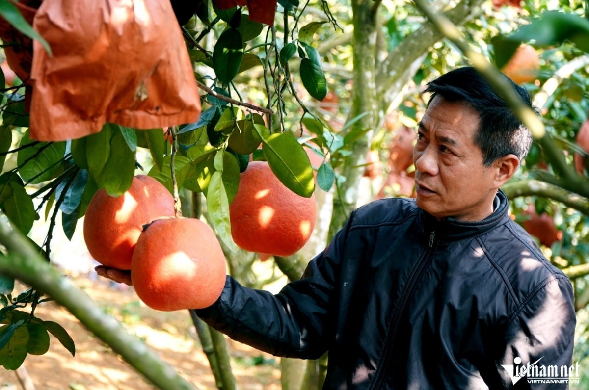 Từ 2 cây giống hồi môn, 'vua bưởi' gây dựng vườn tiền tỷ, thu lãi trăm triệu mỗi năm