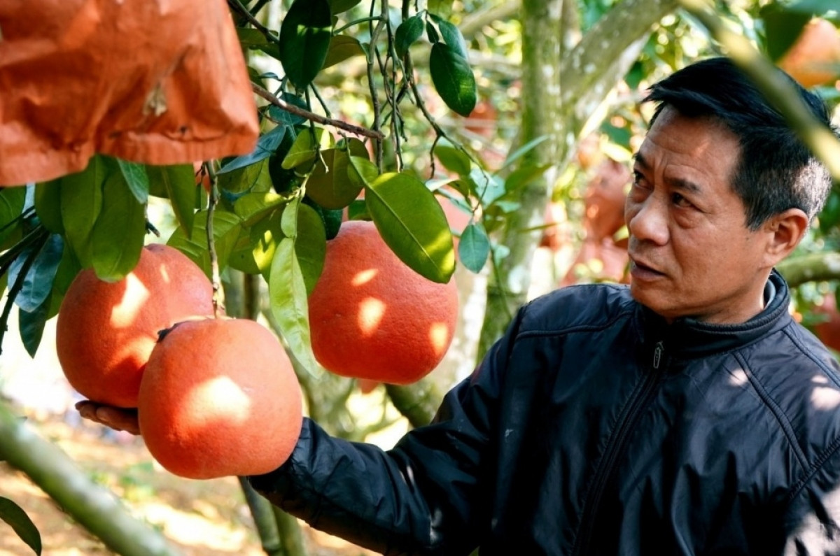 Từ 2 cây giống hồi môn, 'vua bưởi' gây dựng vườn tiền tỷ, thu lãi trăm triệu mỗi năm, cháy hàng dịp Tết