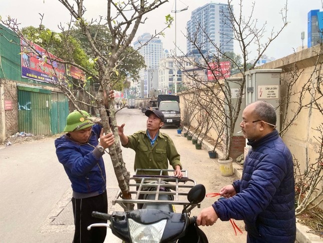 Lê, mận trắng muốt đã rộn ràng 'xuống phố' ảnh 4