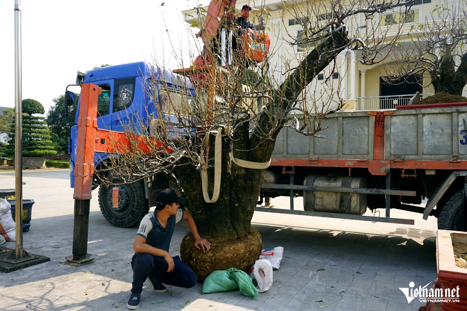 W-a7Cây cảnh Tết xuống phố.jpg